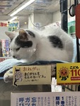 弁天町の猫ちゃんのいる本屋さん〜VOL.163〜